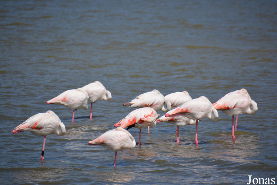 Phoenicopterus roseus