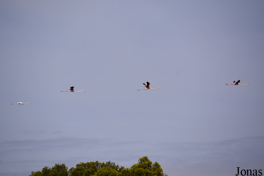 Phoenicopterus roseus