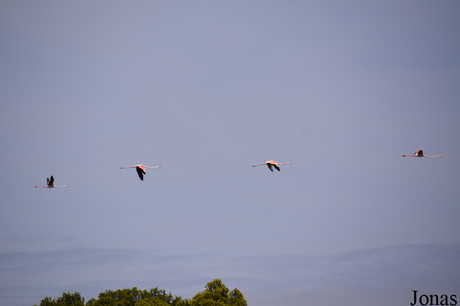 Phoenicopterus roseus