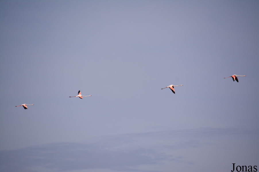 Phoenicopterus roseus