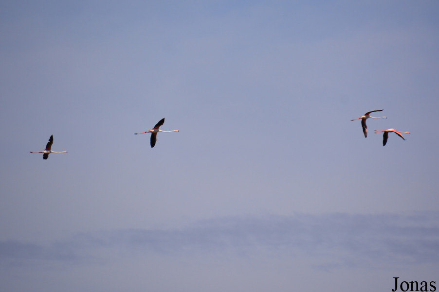 Phoenicopterus roseus