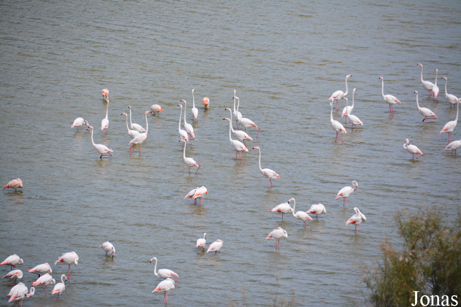 Phoenicopterus roseus