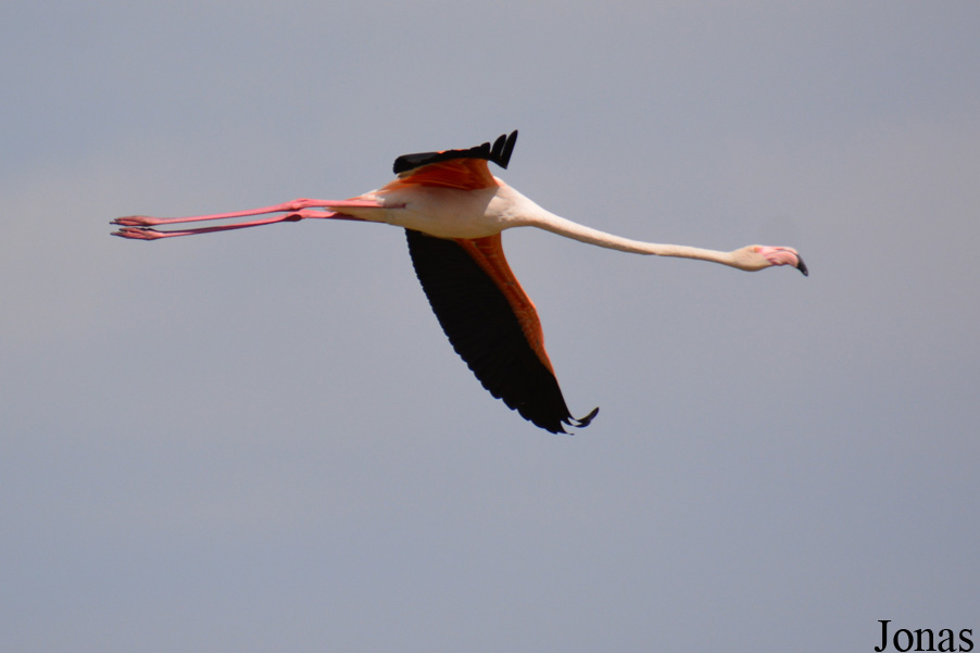 Phoenicopterus roseus