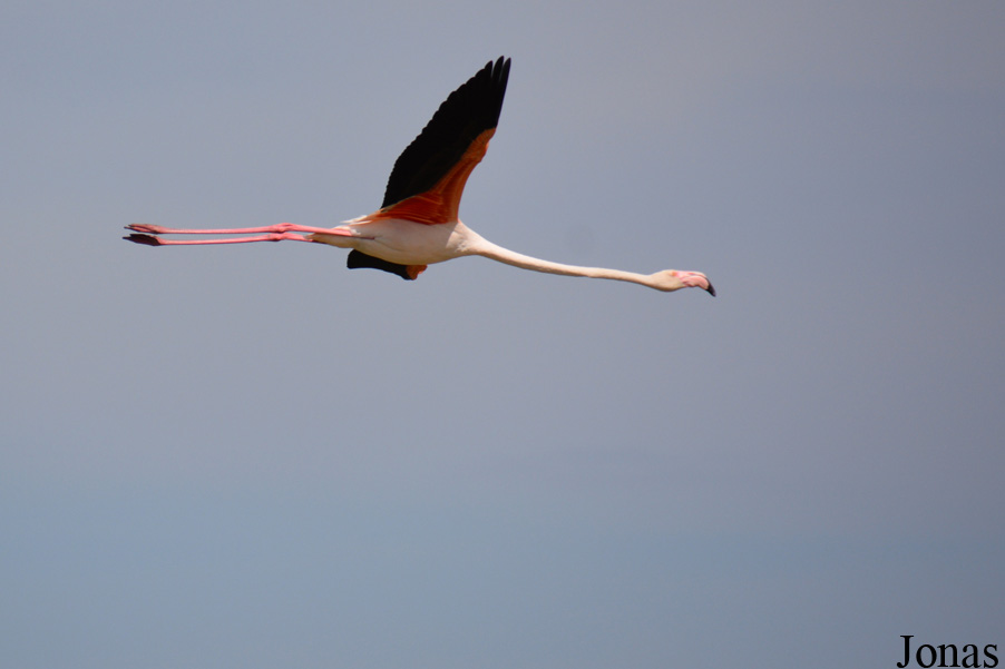 Phoenicopterus roseus