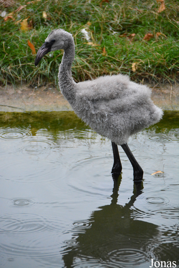 Phoenicopterus roseus