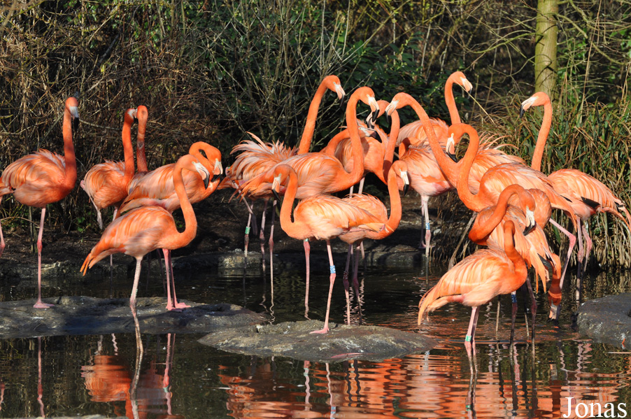 Phoenicopterus ruber