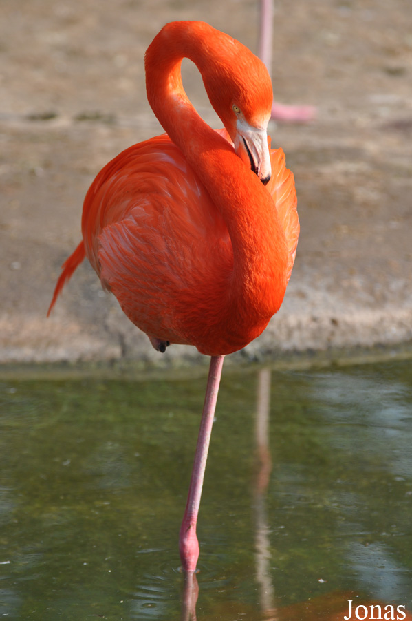 Phoenicopterus ruber