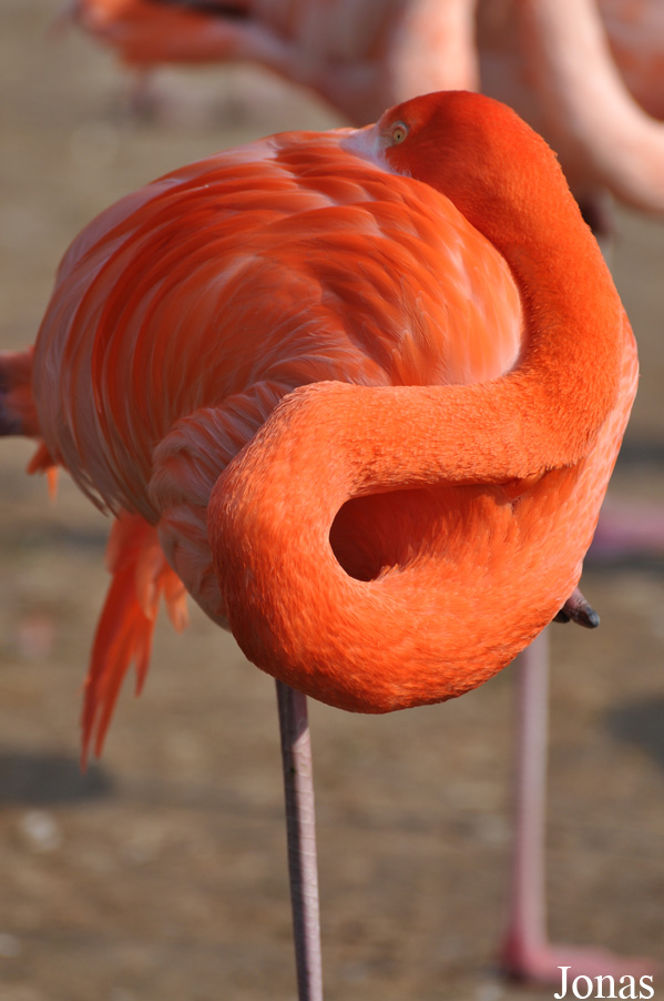 Phoenicopterus ruber