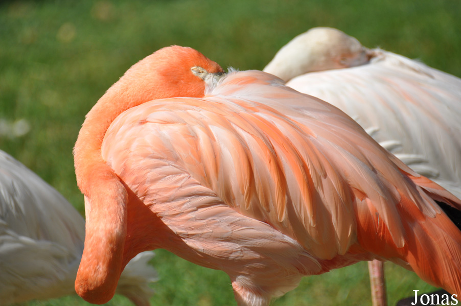 Phoenicopterus ruber