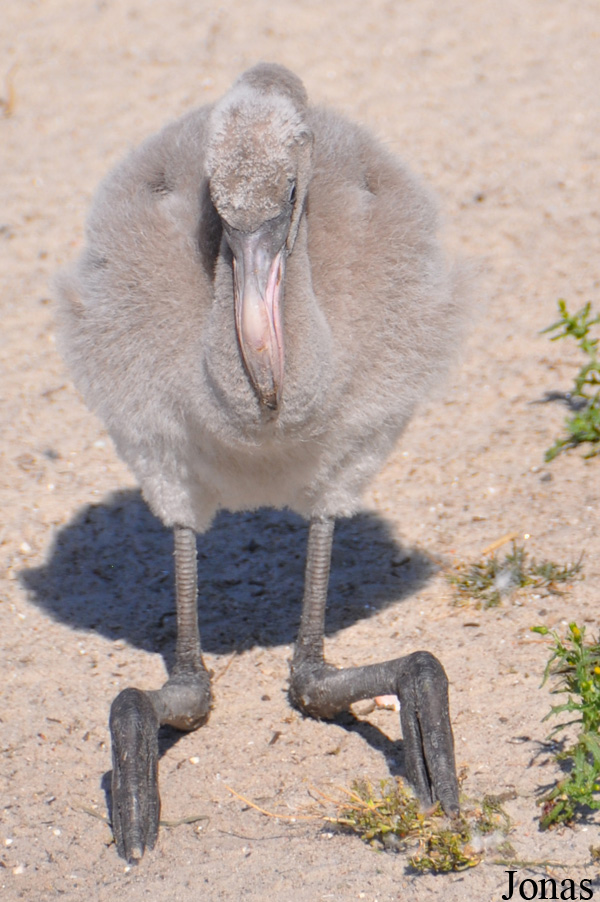 Phoenicopterus ruber