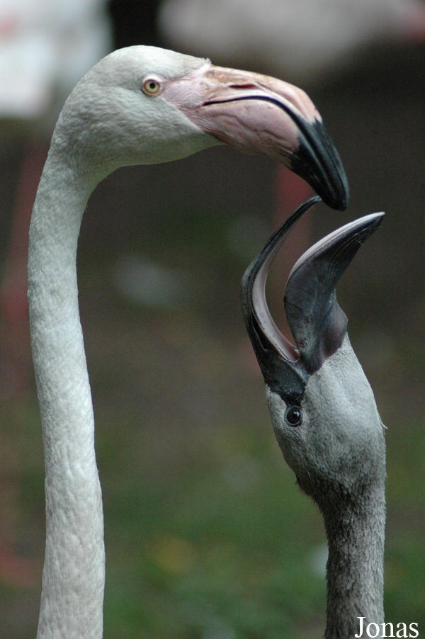 Phoenicopterus ruber