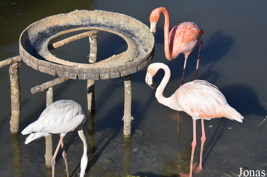 Phoenicopterus ruber
