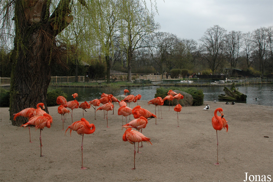 Phoenicopterus ruber
