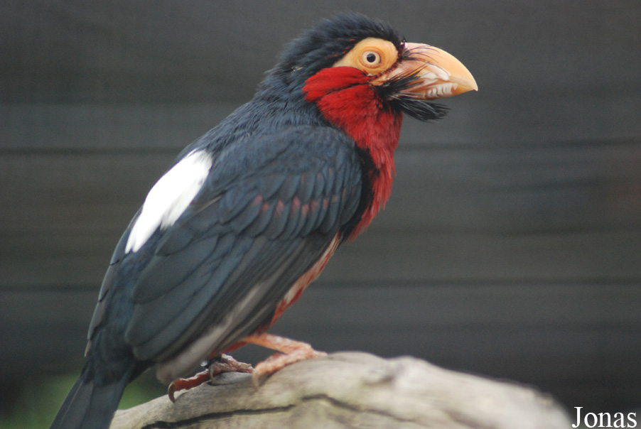 Lybius dubius