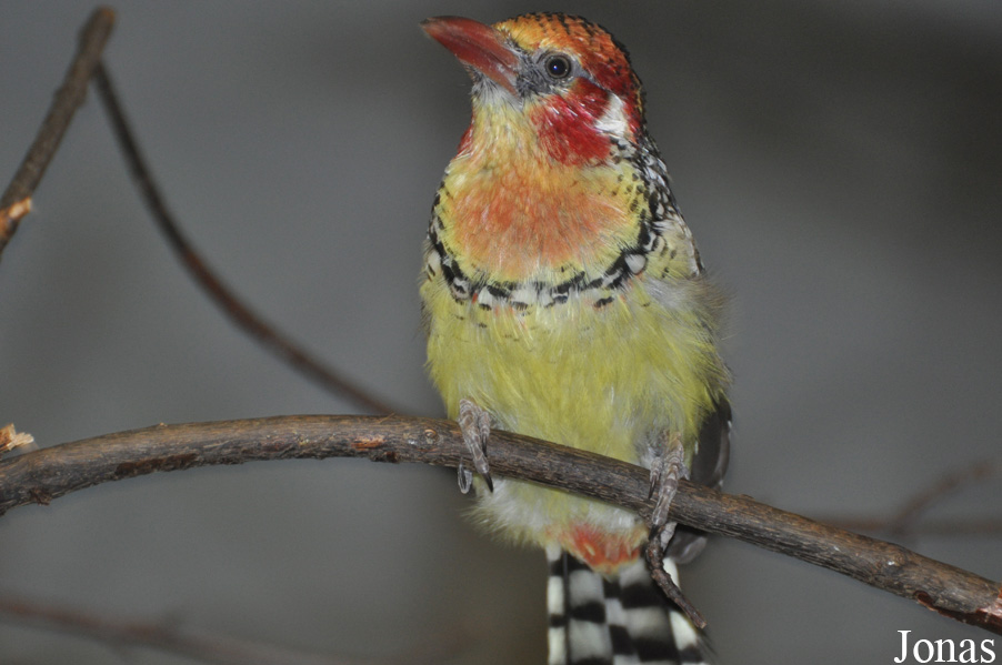 Trachyphonus erythrocephalus
