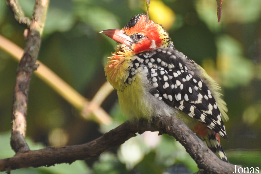 Trachyphonus erythrocephalus