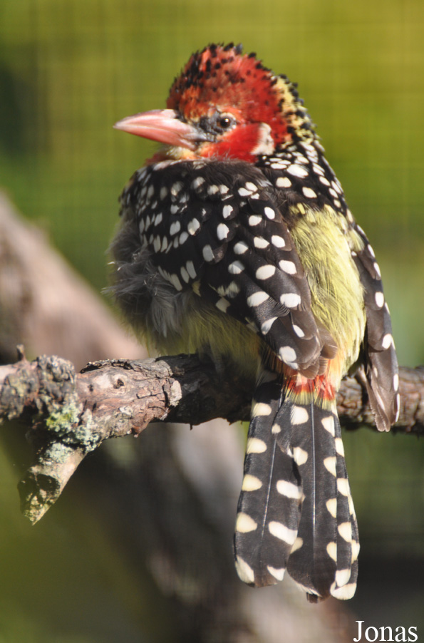 Trachyphonus erythrocephalus