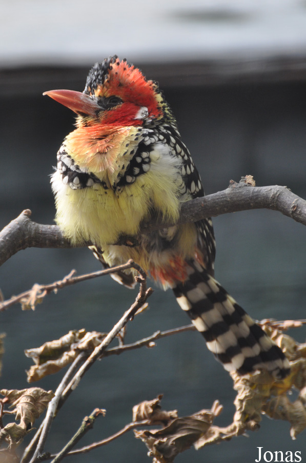 Trachyphonus erythrocephalus