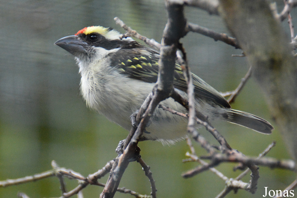 Tricholaema diademata