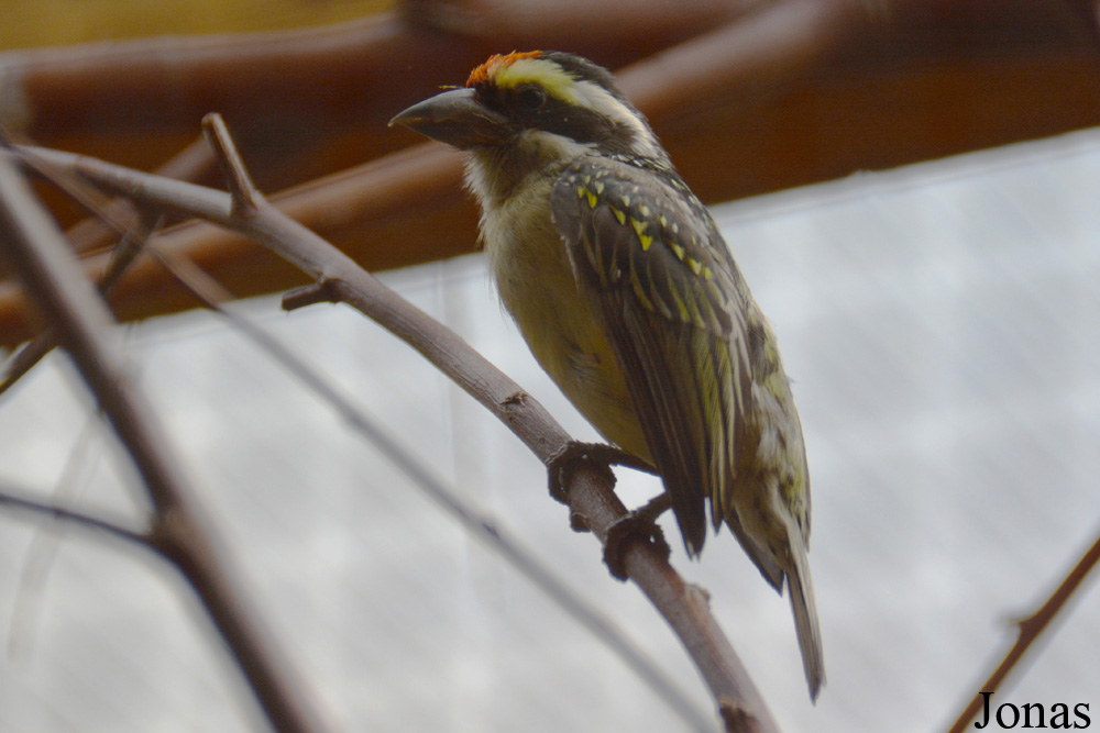Tricholaema diademata
