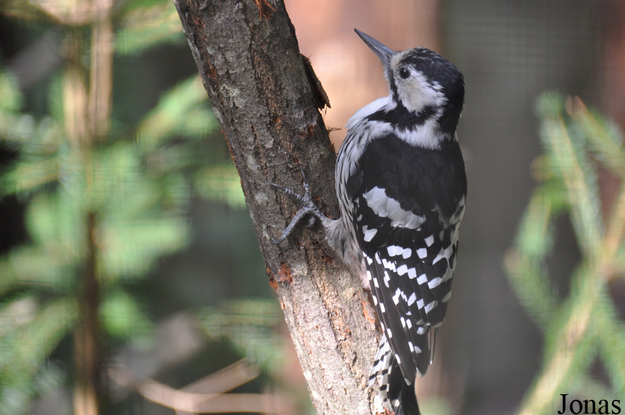 Dendrocopos leucotos