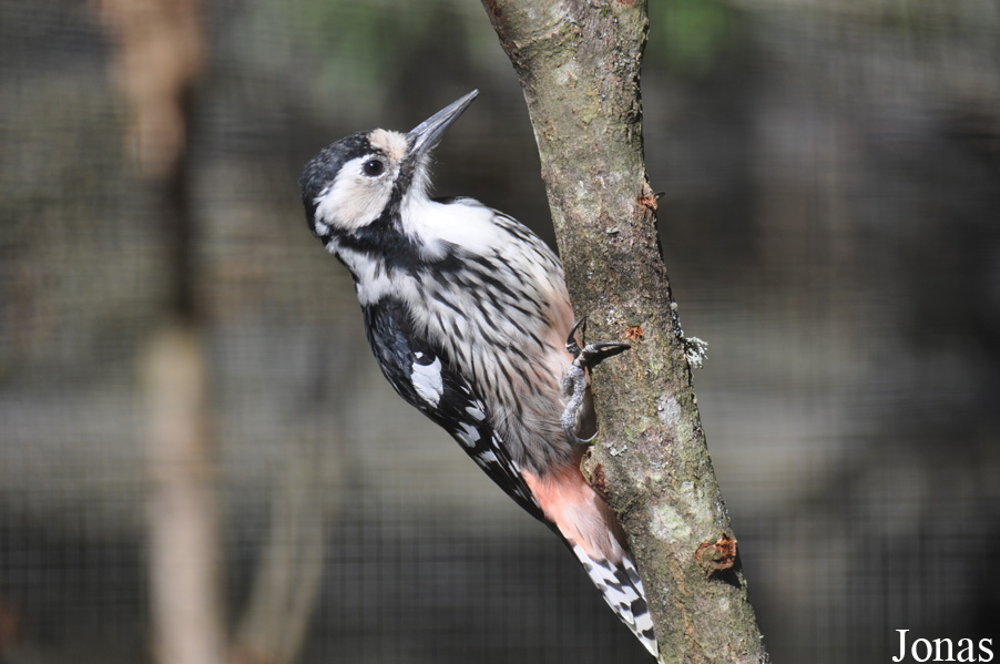Dendrocopos leucotos