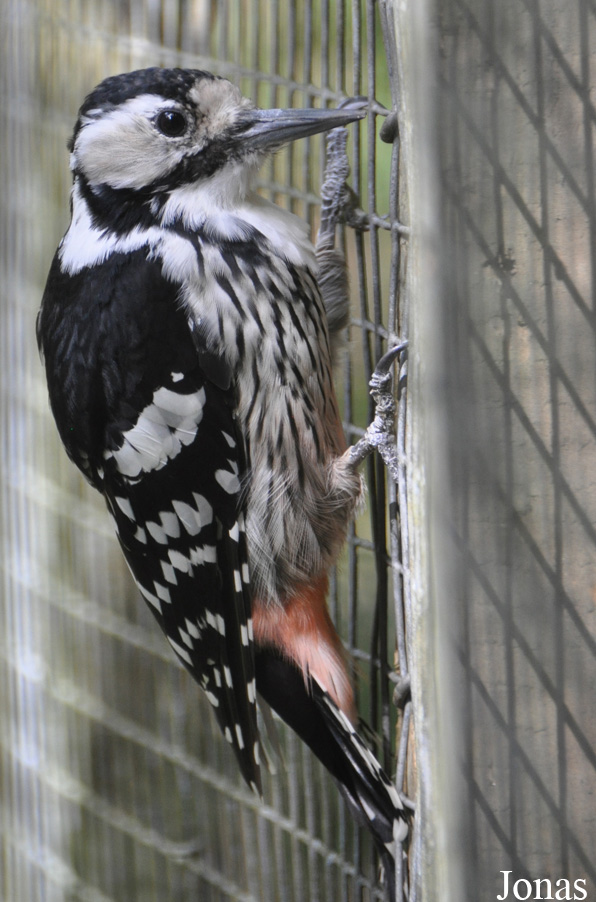 Dendrocopos leucotos