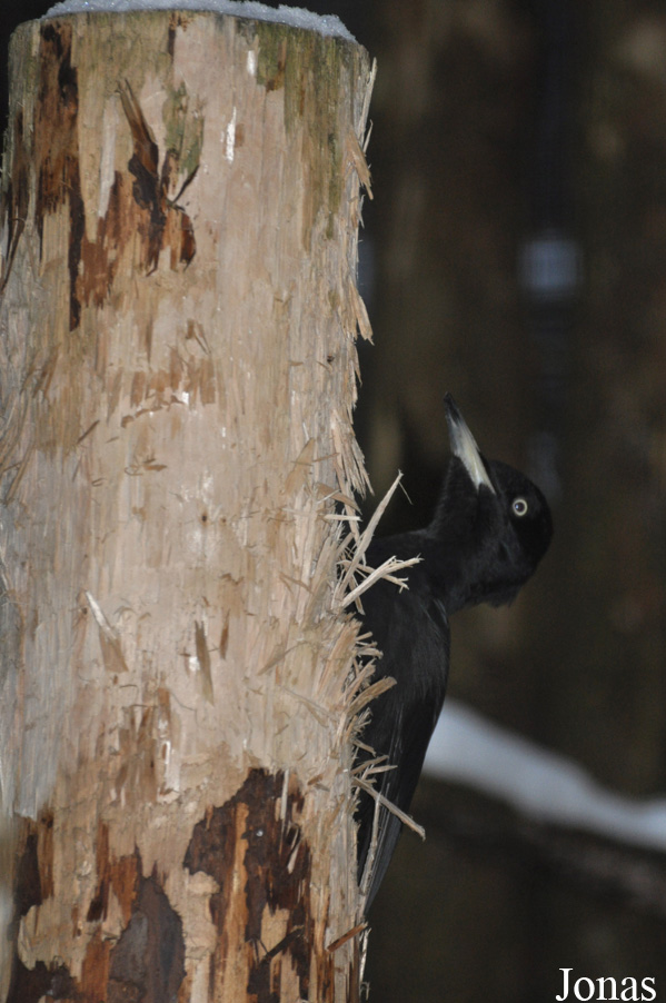 Dryocopus martius