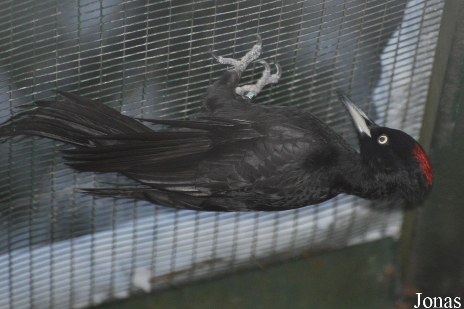 Dryocopus martius
