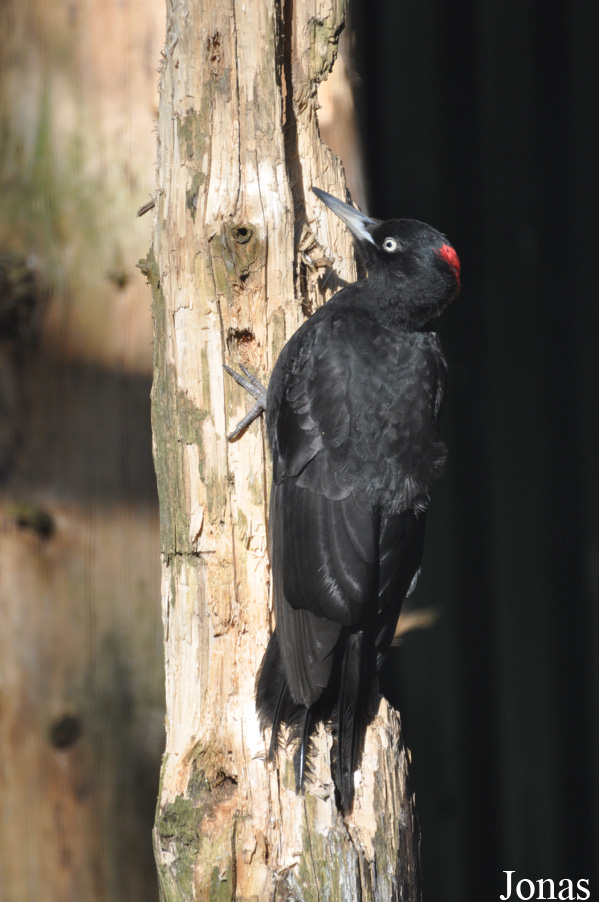 Dryocopus martius