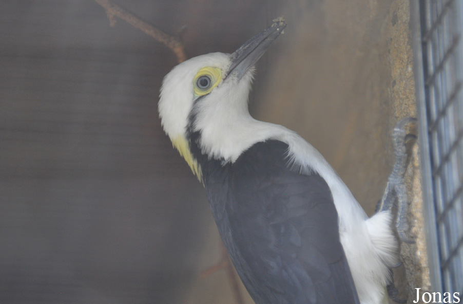 Melanerpes candidus