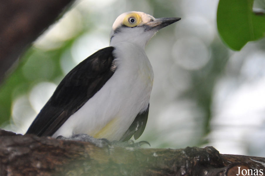 Melanerpes candidus