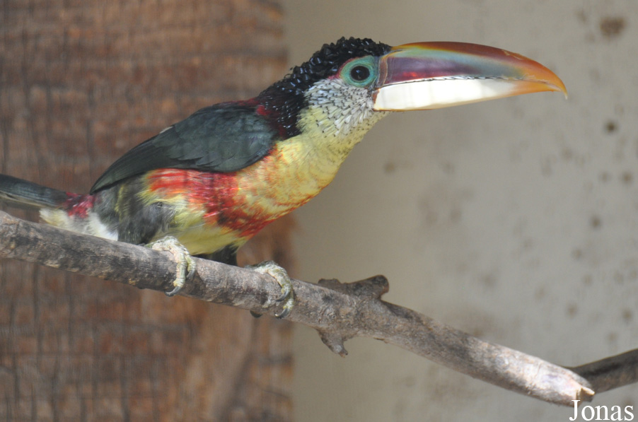 Pteroglossus beauharnaisii