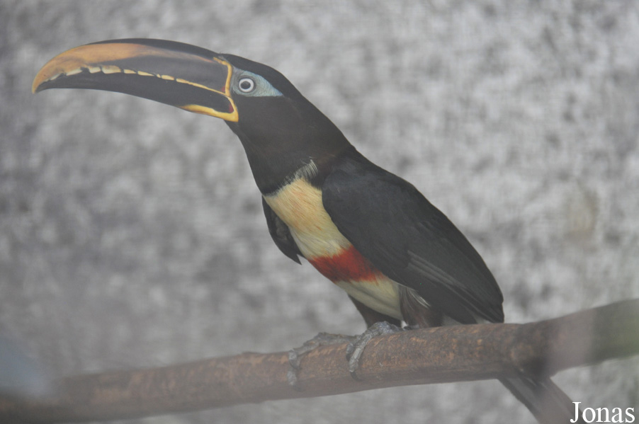 Pteroglossus castanotis