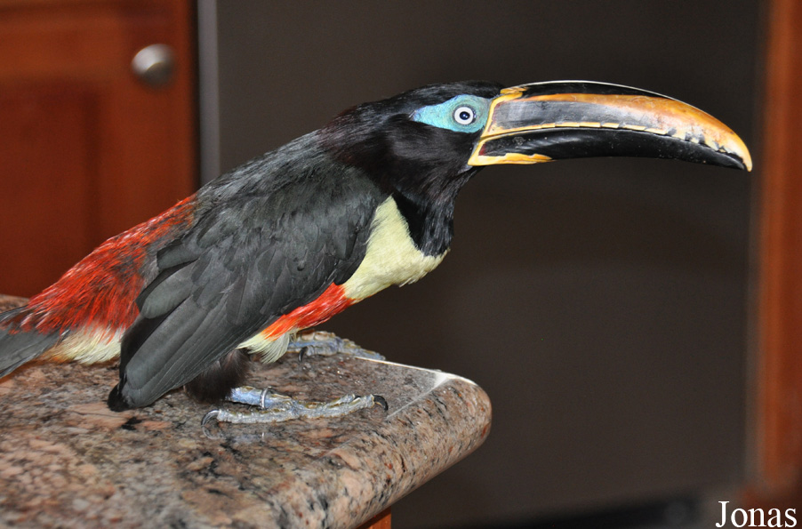 Pteroglossus castanotis