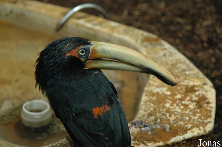 Pteroglossus erythropygius