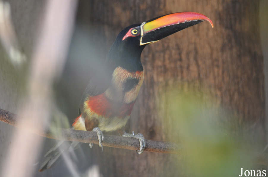 Pteroglossus frantzii