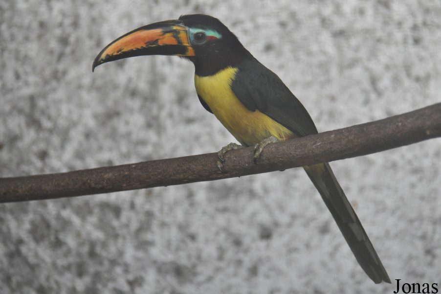 Pteroglossus inscriptus