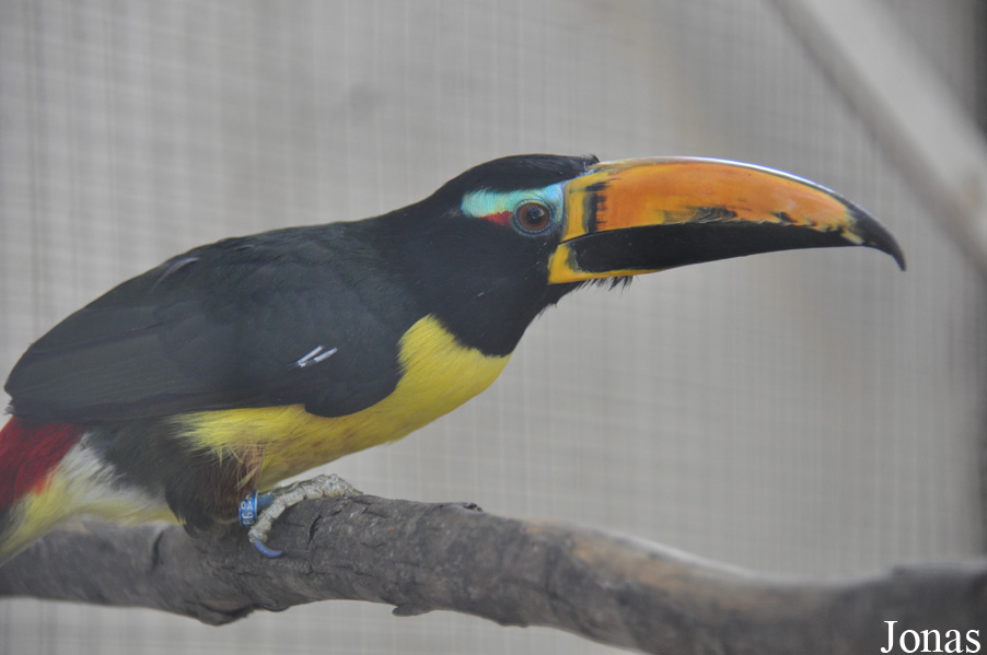 Pteroglossus inscriptus