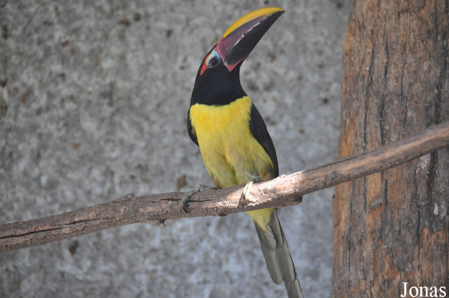 Pteroglossus viridis