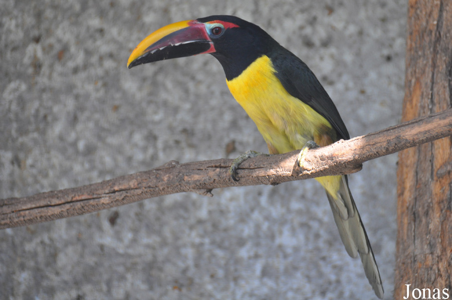 Pteroglossus viridis