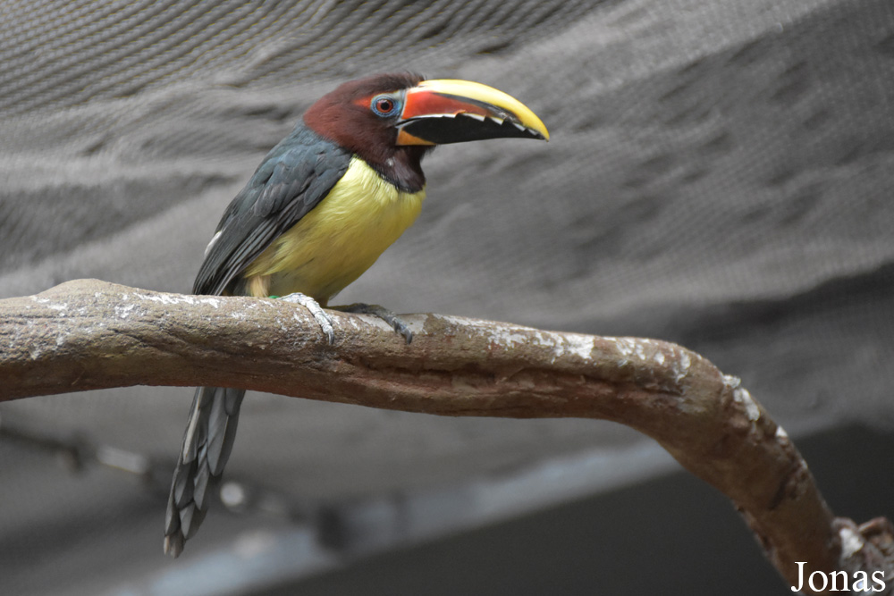 Pteroglossus viridis