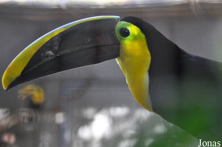Ramphastos ambiguus swainsonii