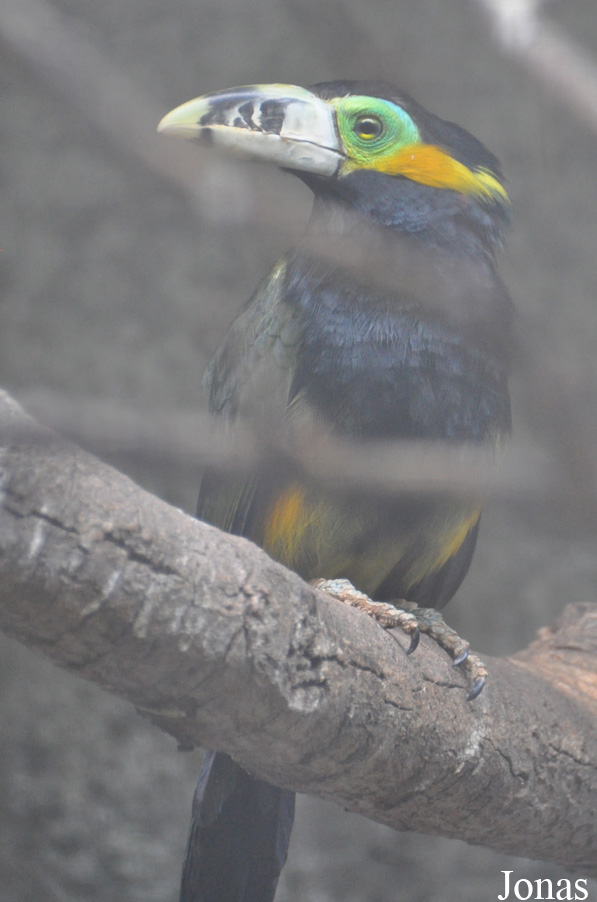 Selenidera maculirostris
