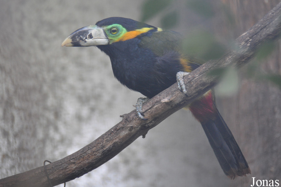 Selenidera maculirostris