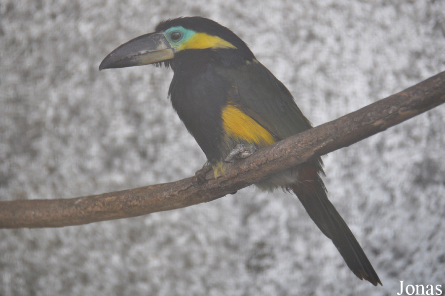 Selenidera reinwardtii