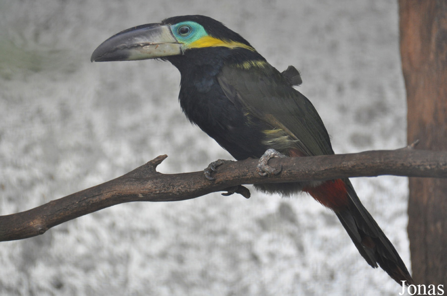 Selenidera reinwardtii