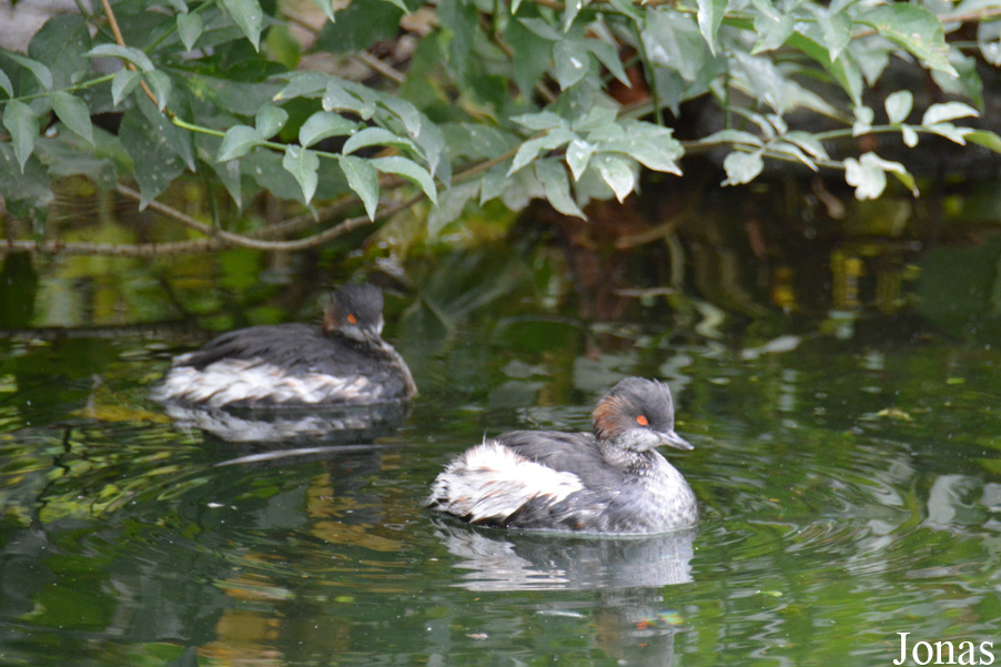 Podiceps nigricollis