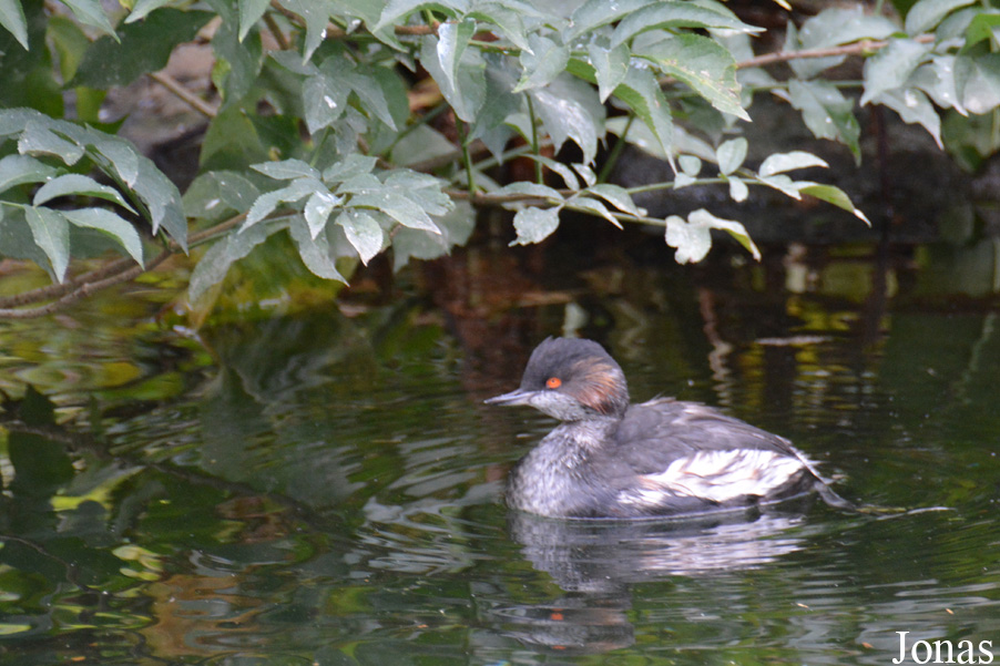 Podiceps nigricollis