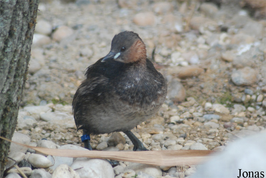 Tachybaptus ruficollis